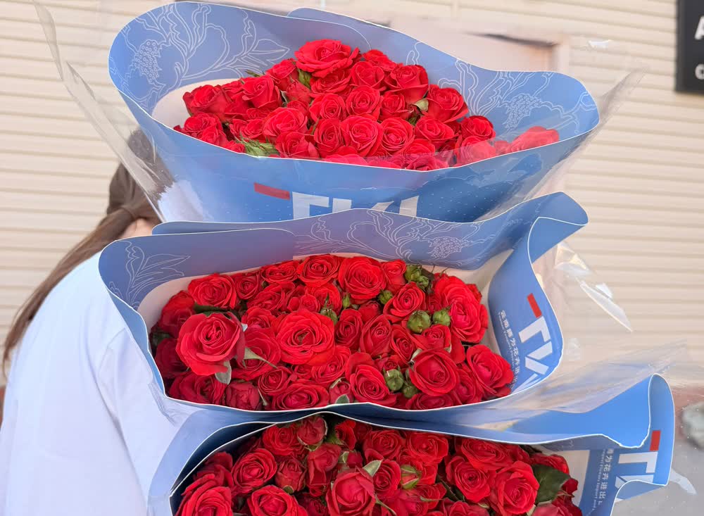Роза кустовая красная